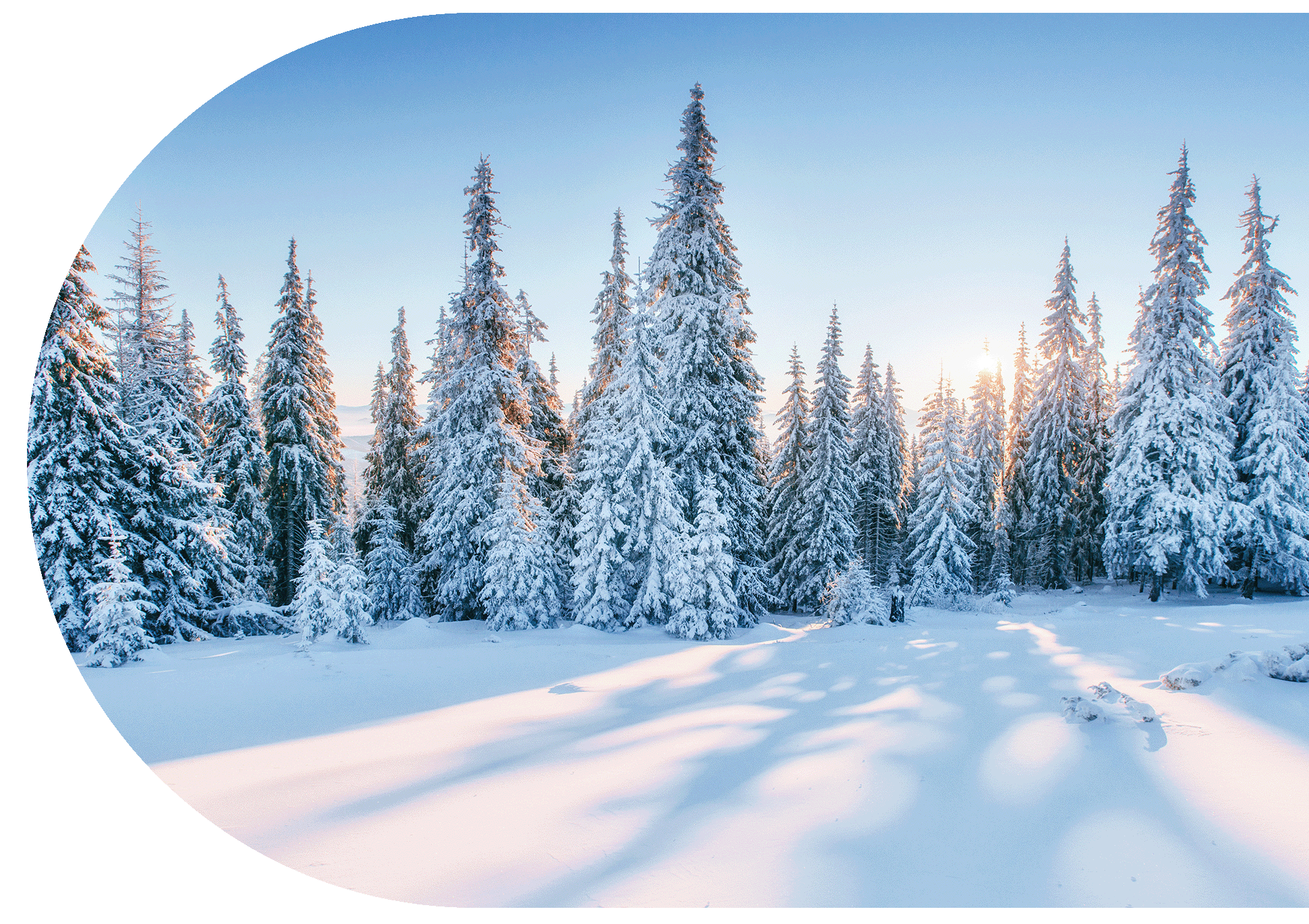 Trees covered in winter snow