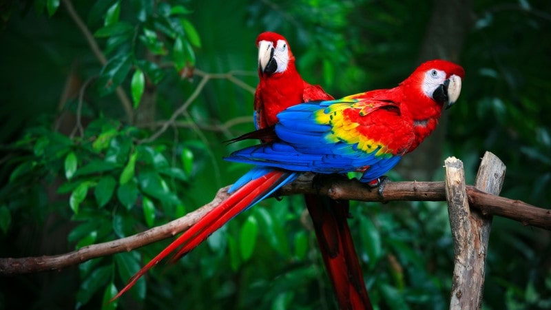 Scarlet macaws sitting on a branch
