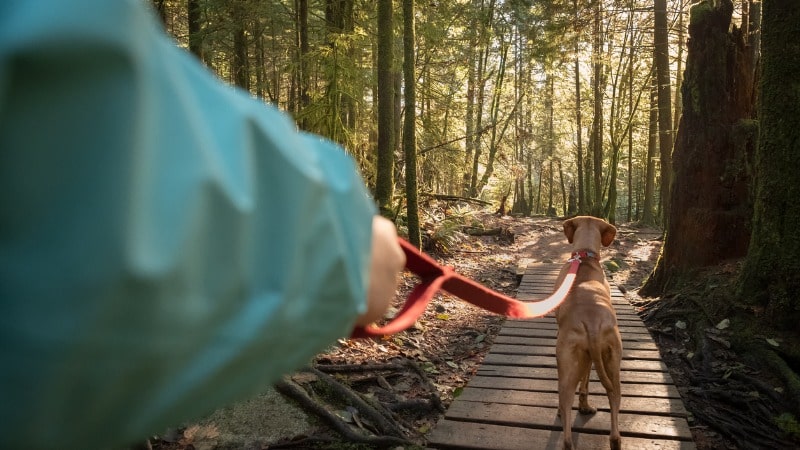 First person view of a dog walker in a woodland area
