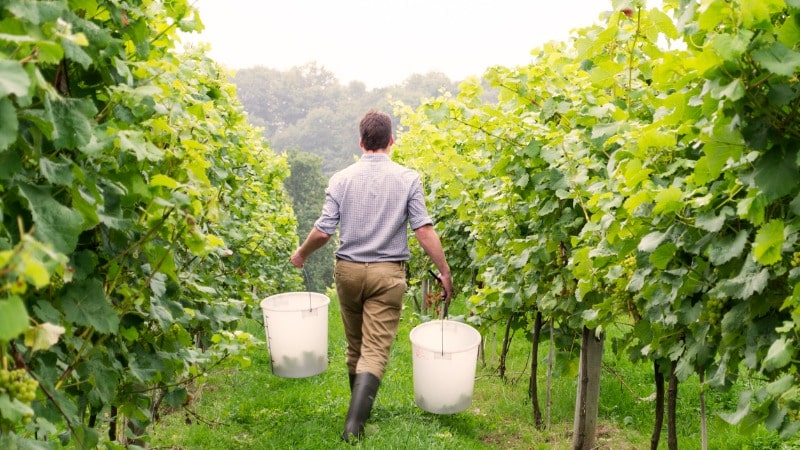 Winemaker carrying buckets of grapes on a vineyard