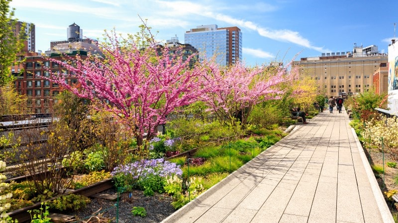 Trees blossom on the High Line in New York City